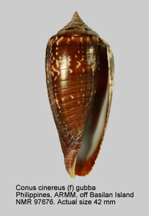 Conus cinereus (f) gubba.jpg - Conus cinereus (f) gubba Kiener,1848